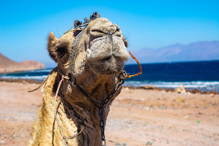 Camel muzzle. Portrait of a camel close up. Egypt, sunny summer day. Desert ship. The camel on background of desert and blue sky and sea.の写真素材