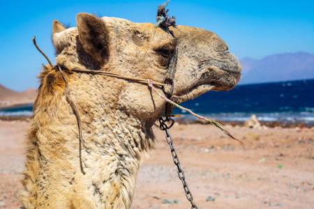 Camel muzzle. Portrait of a camel close up. Egypt, sunny summer day. Desert ship. The camel on background of desert and blue sky and sea.の写真素材