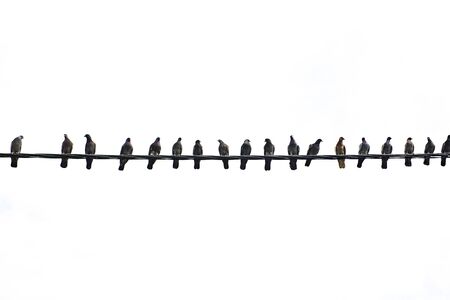 Isolated black silhouettes of Doves on white background. Pigeons are sitting on electric wire.の写真素材