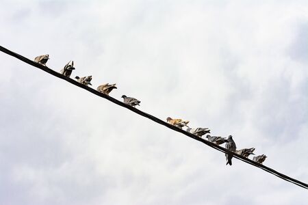 Pigeons are sitting on electric wire. Doves sitting on a power line. The sky with clouds on background.の写真素材