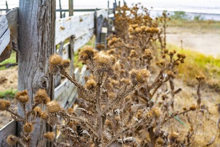 Dry Brown Burdock (Spine) grows near a rural wooden old fence. sunny summer day, blue sky on the background. Prickly Plantの写真素材