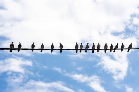 Pigeons are sitting on electric wire. Doves sitting on a power line. The sky with clouds on background.の写真素材