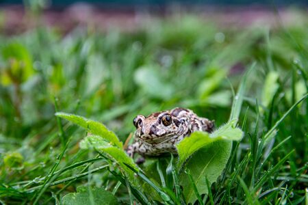 A brown frog sits on a green leaf with raindrops. Anuran on the grass after rain near the pond. Close up image, selective focus.の写真素材