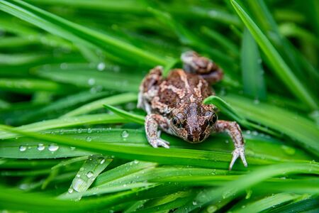 A brown frog sits on a green leaf with raindrops. Anuran on the grass after rain near the pond. Close up image, selective focus.の写真素材