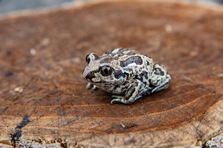 Brown frog sitting in water. Anuran in the pond with stone bottom. Close up imageの写真素材