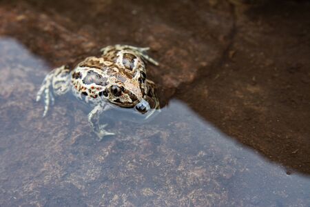 Green frog sitting in water. Anuran in the pond with stone bottom. Close up imageの写真素材