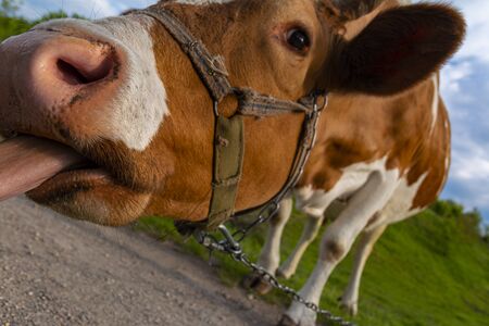 Funny and beautiful friendly brown and white cow with chain and harness. Close-up portrait of the cow on pasture. Ukraine, spring 2020.の写真素材
