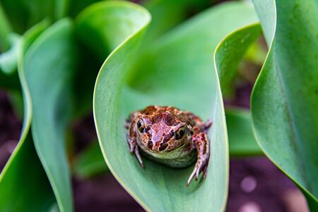 A brown frog sits on a green leaf with raindrops. Anuran on the grass after rain near the pond. Close up image, selective focus.の写真素材