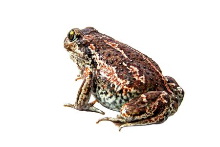 A brown frog sits. Anuran isolated on white background close-up image.の写真素材