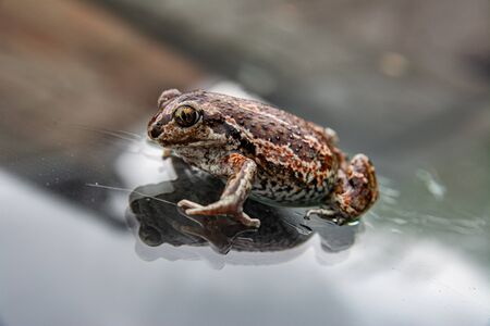 Green frog sitting on glass. Anuran on glossy surface. Close up imageの写真素材
