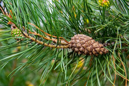 Young shoots and pine cones, green needles. Spring day. Close-up image.