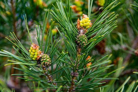 Young shoots and pine cones, green needles. Spring day. Close-up image.