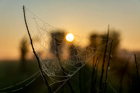 Cool beautiful photo of cobweb with dew drops in a early morning time during sunrise. Spider web with drops of water.の写真素材