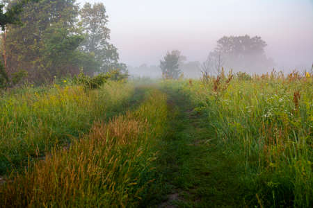 Meadow road, fog and lush vegetation at dawn. Beautiful light fog and dew on meadow grass and...