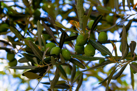 Green olives on the branches among the leavesの写真素材