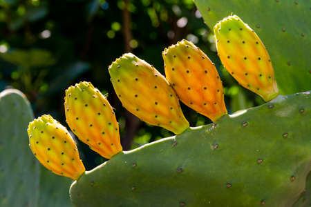 Opuntia ficus-indica, the prickly pearの写真素材