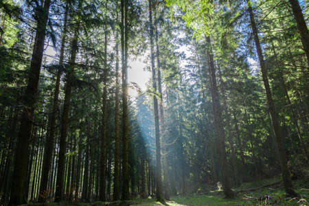Forest in the Ukrainian Carpathians. The sun shines through the trees. Dense forest of twilight and firs. The rays of the sun in a light fog.の写真素材