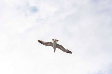 A Seagull flying in the sky. Sea gull floating in the air against the background of clouds in the sky.の写真素材
