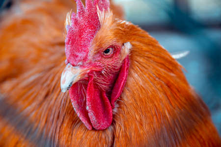 Beautiful brown rooster. Portrait of a domestic rooster with a large comb and beard. Close-up of a rooster's head.の写真素材