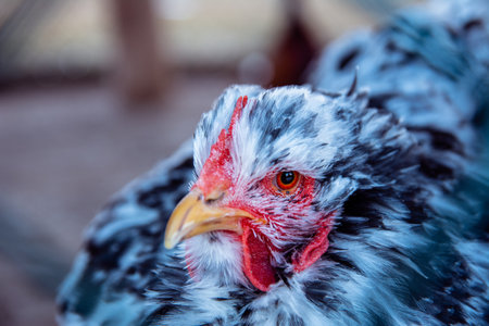 Beautiful colorful chicken. Portrait of a domestic chicken with a scallop and a beard. chicken head close up.の写真素材