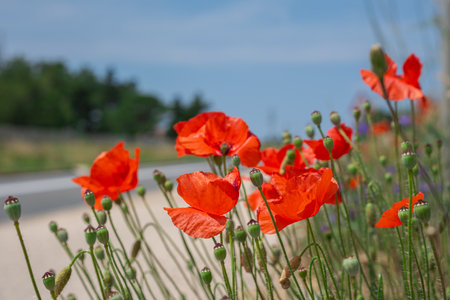 Red wild poppies grow near the freeway. Cars pass by a bush of red poppy flowers. Field poppies in the sunny road.の写真素材