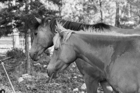 A beautiful horse in a pine forest is illuminated by the rays of the setting sun. horses in the summer forest.の写真素材