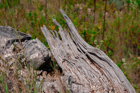 Dried and weathered snag close-up. The structure of an old tree that has long been lying on a mountainside in the scorching sun.の写真素材