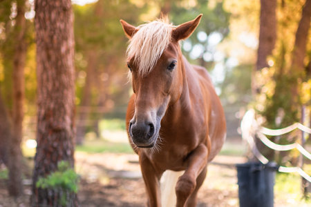 A beautiful horse in a pine forest is illuminated by the rays of the setting sun. horses in the summer forest.の写真素材