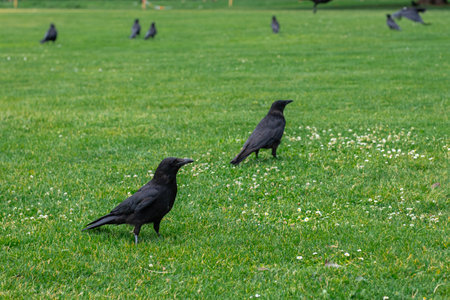 Black crowns walking on the green grass of lawn in the park. many crowns. Black Corvus birds sitting in grass.の写真素材