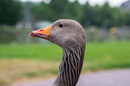 Gray domestic goose portrait. Close up image of goose's head, eyes and beak, neck. Beautiful goose head in water droplets image.の写真素材