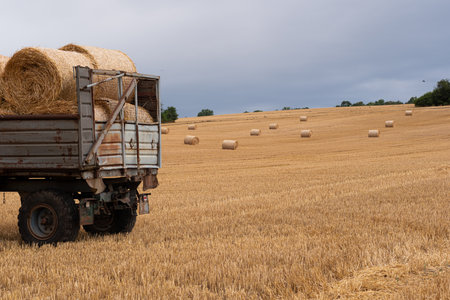 Trailer loaded with round bales of hay. The field from which they harvested and rolled the straw into bales. Not yet collected bales of hay lie near the trailer with bales. Cloudy weather, heavy glowy dramatic sky.の写真素材