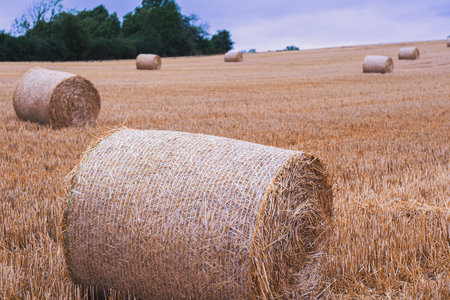A field with round bales of dry hay. Round bales of straw are randomly placed on the field, and green trees grow in the background. Gloomy weather, dramatic sky with storm clouds.の写真素材