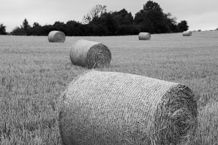 A field with round bales of dry hay. Round bales of straw are randomly placed on the field, and green trees grow in the background. Gloomy weather, dramatic sky with storm clouds.の写真素材