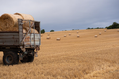 Trailer loaded with round bales of hay. The field from which they harvested and rolled the straw into bales. Not yet collected bales of hay lie near the trailer with bales. Cloudy weather, heavy glowy dramatic sky.の写真素材