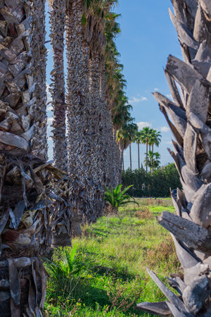 Palm trees grow in orderly rows along the road. Palm background. Tall and slender palm trees on a summer day.の写真素材