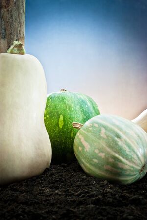 various pumpkin in the earth の写真素材
