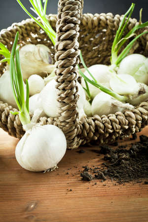 white onions  in wood basket	の写真素材