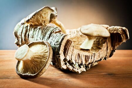mushrooms on wood の写真素材
