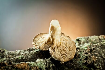 mushrooms on bark の写真素材