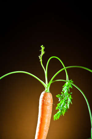 a carrot on an orange backgroundの写真素材