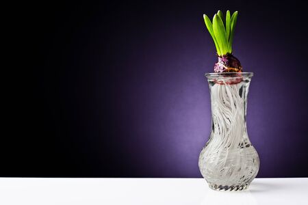 Root growth of a bulb in waterの写真素材