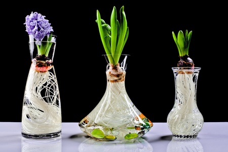 Root growth of a bulb in waterの写真素材