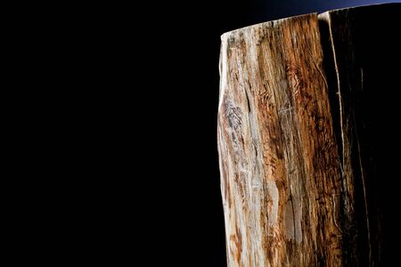 tree trunk and background lightの写真素材