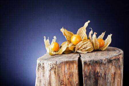 physalis on tree trunk and background lighの写真素材