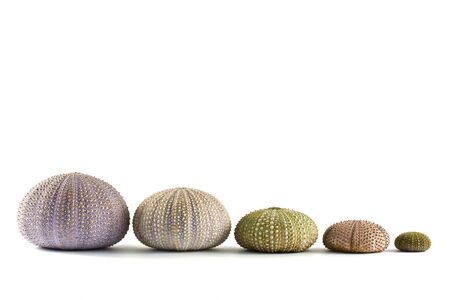 sea urchin