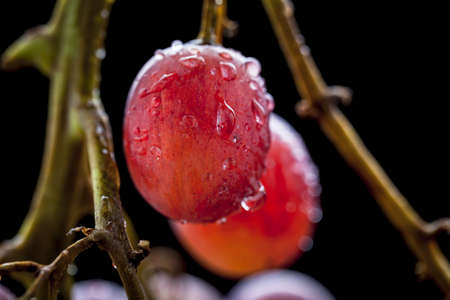 macro red grape の写真素材