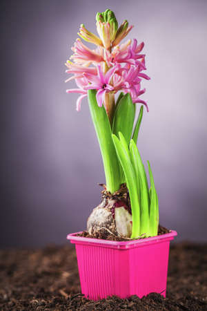pink hyacinth