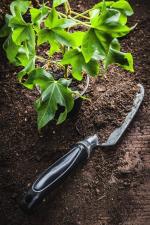 small potted seedling の写真素材