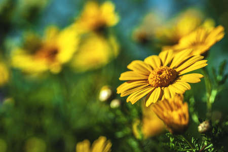 flowers springの写真素材