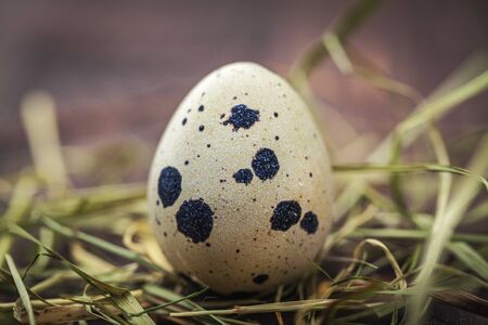 small spotted quail eggs on wooden with strands of grassの写真素材